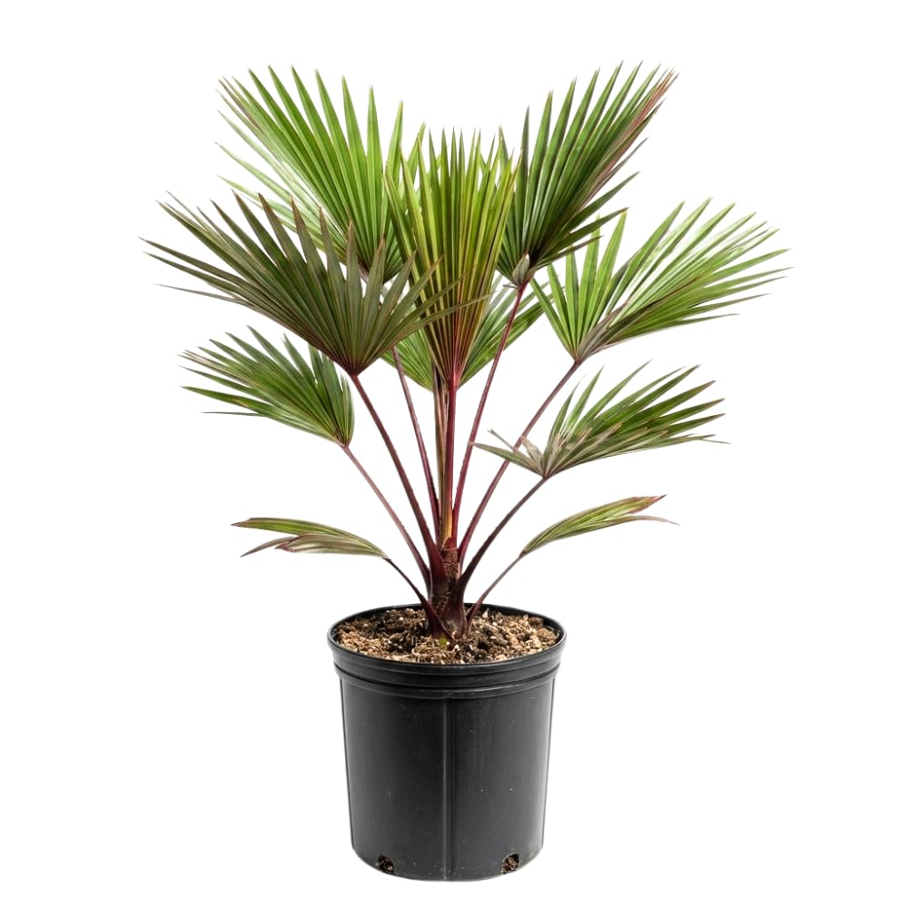Palm Tree Live Plant, Fully Rooted in 3 Gallon Pot, Rare Tropical Plant Live for Indoor or Outdoor Growing, Rare Red