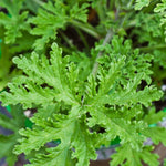 4 Citronella Plants Live, 5 to 7 Inches Long, Live Citronella Plant, Citronella Well Rooted, Citronella Starter Plant for Garden, 4 Plants