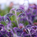 2 Gynura Purple Passion Plants Live, 4 to 8 Inches Tall, No Pot, Vibrant Purple Foliage, Ready for Indoor or Outdoor Growing
