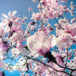Set of 2 Magnolia Trees Live, 8-12 Inches Tall Cuttings Hardy Fragrant Flowering Magnolia Plants for Outdoor Garden (Saucer Magnolia)