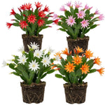 Pack of 2 Mix Easter Cactus Plants, Holiday Cactus Flower Plant Succulent, Size 4 to 7 Inch, Without Pot, Easter Cactus Live Plant