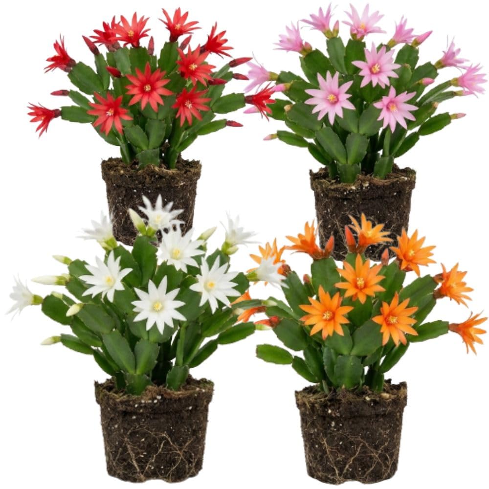Pack of 2 Mix Easter Cactus Plants, Holiday Cactus Flower Plant Succulent, Size 4 to 7 Inch, Without Pot, Easter Cactus Live Plant