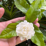 Grand Duke Jasmine Live Plant in Half Gallon Pot, Fragrant Flowering Jasmine, Well Rooted, Indoor Outdoor Planting