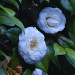 White Camellia Plant Live, Camellia Japonica Tree, 5 to 10 Inc Tall, Flower Bush Plant Pot, 4 Inc