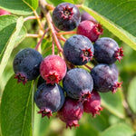 Serviceberry Live Plant, Ornamental Flowering Shrub, 1-2 Feet Tall