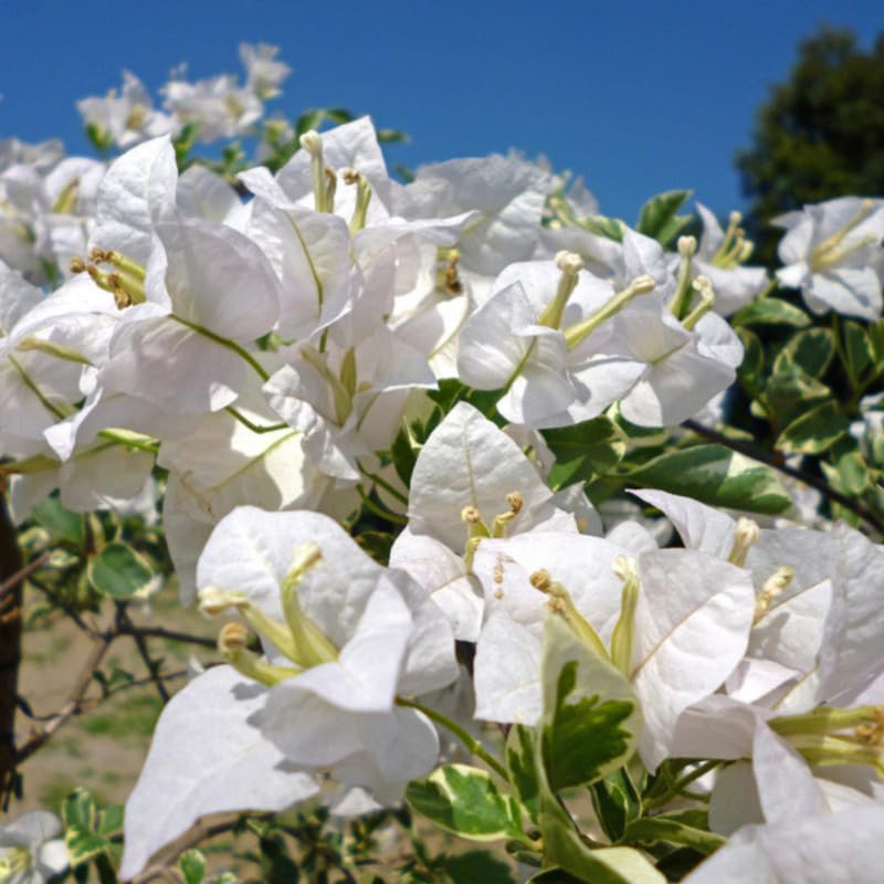 3 Bougainvillea Vine Plants, Bougainvillea Plants Live for Outdoor Landscaping and Containers, 4-7 Inch Tall Well-Rooted, No Pot (Variegated White Bougainvillea)