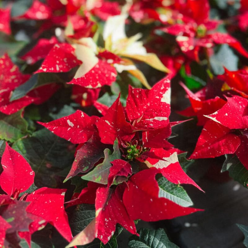 2 Multi Varieties Poinsettia Plants Live, Pink Red Poinsettia Flowers for Holiday Christmas Gift, Decoration Houseplant 5-10" in Tall, No Pot