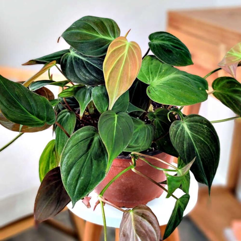 Philodendron Live Plant, Rare Variegated Houseplant 5-8 Inch Tall, Indoor Live Plant for Home or Office Decor, No Pot (Velvet Philodendron)