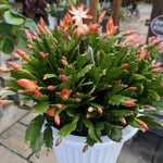 Live Salmon Christmas Cactus Live Plant 4–6 Inches Tall, Winter Blooming False Thanksgiving Cactus Well Rooted, Flowering Houseplant for Home and Office