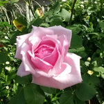 Rose Live Plant, Roses Flower Plant, Fragrant Flower for Planting, 4-6 Inches Tall, Bush Shrub Plants, Well Rooted, Ready to Grow (Orange Rose)