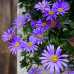 Set 2 Aster Plants Live, Asters Perennial Live Plants, Multicolor Blooms, 5 to 7 Inches Tall, Ideal for Indoor Outdoor Gardening