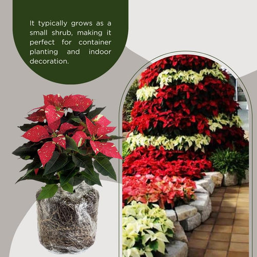 2 Multi Varieties Poinsettia Plants Live, Random Poinsettia Flowers for Holiday Christmas Gift, Decoration Houseplant 5-10" in Tall, No Pot