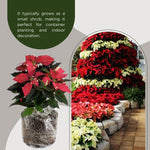 2 Multi Varieties Poinsettia Plants Live, Stripes Red Poinsettia Flowers for Holiday Christmas Gift, Decoration Houseplant 5-10" in Tall, No Pot