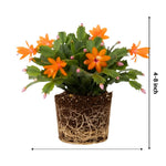 Christmas Cactus Plants Live, Flowering Thanksgiving Cactus with Vibrant Blooms, 4-7'' Tall, Easy-Care Indoor Houseplant (Orange Blooms)