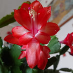 Live Red Christmas Cactus Live Plant 4–6 Inches Tall, Winter Blooming False Thanksgiving Cactus Well Rooted, Flowering Houseplant for Home and Office