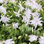 Christmas Cactus Plants Live, Flowering Thanksgiving Cactus with Vibrant Blooms, 4-7'' Tall, Easy-Care Indoor Houseplant (White Blooms)