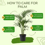 Palm Tree Live Plant, Fully Rooted in 3 Gallon Pot, Rare Tropical Plant Live for Indoor or Outdoor Growing, Dark Green