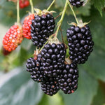 2 Arapaho Thornless BlackBerry Plants Live for Planting 5 to 8 Inch Tall, Arapaho BlackBerry Bush Live Plant, Thornless Blackberries Live Plants