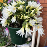 White Easter Cactus Plant Live 4-7 Inches, Spring Easter Cactus, Vibrant Seasonal Blooms for Indoor Planting