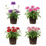 Set 2 Verbena Live Plants, Perennial Verbena Flowers, Long-Lasting, Hardy Flowering Plant for Planting (Assorted)