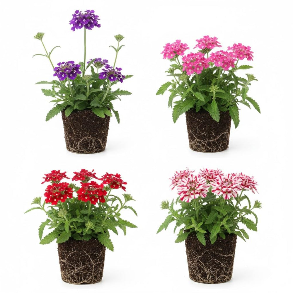 Set 2 Verbena Live Plants, Perennial Verbena Flowers, Long-Lasting, Hardy Flowering Plant for Planting (Assorted)