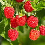 3 Raspberry Plants Live, Sweet Raspberry Bush Live Plants, Well-Rooted 5-8 Inch Height, Raspberry Shrub Outdoor, No Pot (Red Raspberry)