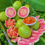 2 Pink Guava Trees Live Plants 4-6" Seedling, Pink Guava Tree Tropical Fruit, Zone 9-11, Cold Hardy, No Pot, No CA