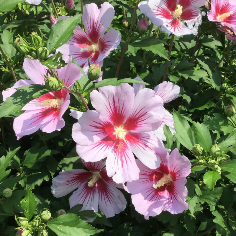 1 Rose of Sharon Live Plant 6 to 13 Inch Tall, Althea Hibiscus Plant Live, in Pot, Fragrant Hibiscus Syriacus Bush (Pink Rose of Sharon Bush)