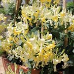 2 Yellow White Honeysuckle Plants Live for Planting, Fragrant Honeysuckle Vine Live Plants, 5-9" Tall, Hardy Perennial Climbing Vine