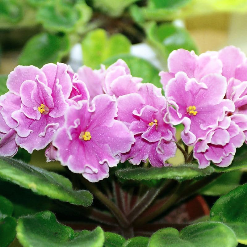 Light Pink African Violet Live Plant in 4” Pot, Blooming Indoor Houseplant, Easy Care Flowering Plant for Home or Office Décor