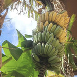 Banana Plant Live, NAM Wah Banana Tree Live Plant, Hardy Banana Fruit Seedling 4 to 8 Inch Tall, Indoor Outdoor