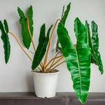 Philodendron Live Plant, Rare Variegated Houseplant 5-8 Inch Tall, Indoor Live Plant for Home or Office Decor, No Pot (Long Green Philodendron)