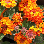 Orange Lantana Plants Live in 4 Inch Pot, Perennial Lantana Plants Live for Planting Outdoors Garden, 4-6 Inch Tall, Vibrant Flowers Colors