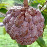 Red Sugar Apple Plant Live in Half Gallon Pot, Sweet Sugar Apple Plant Well Rooted 6-10'' Tall, Annona Squamosa for Planting