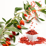 03 Goji Berry Trees Live Plants Bush, 4 Months Old 3-6” Tall, Cold Hardy Berry Plant for Outdoor Planting, No CA