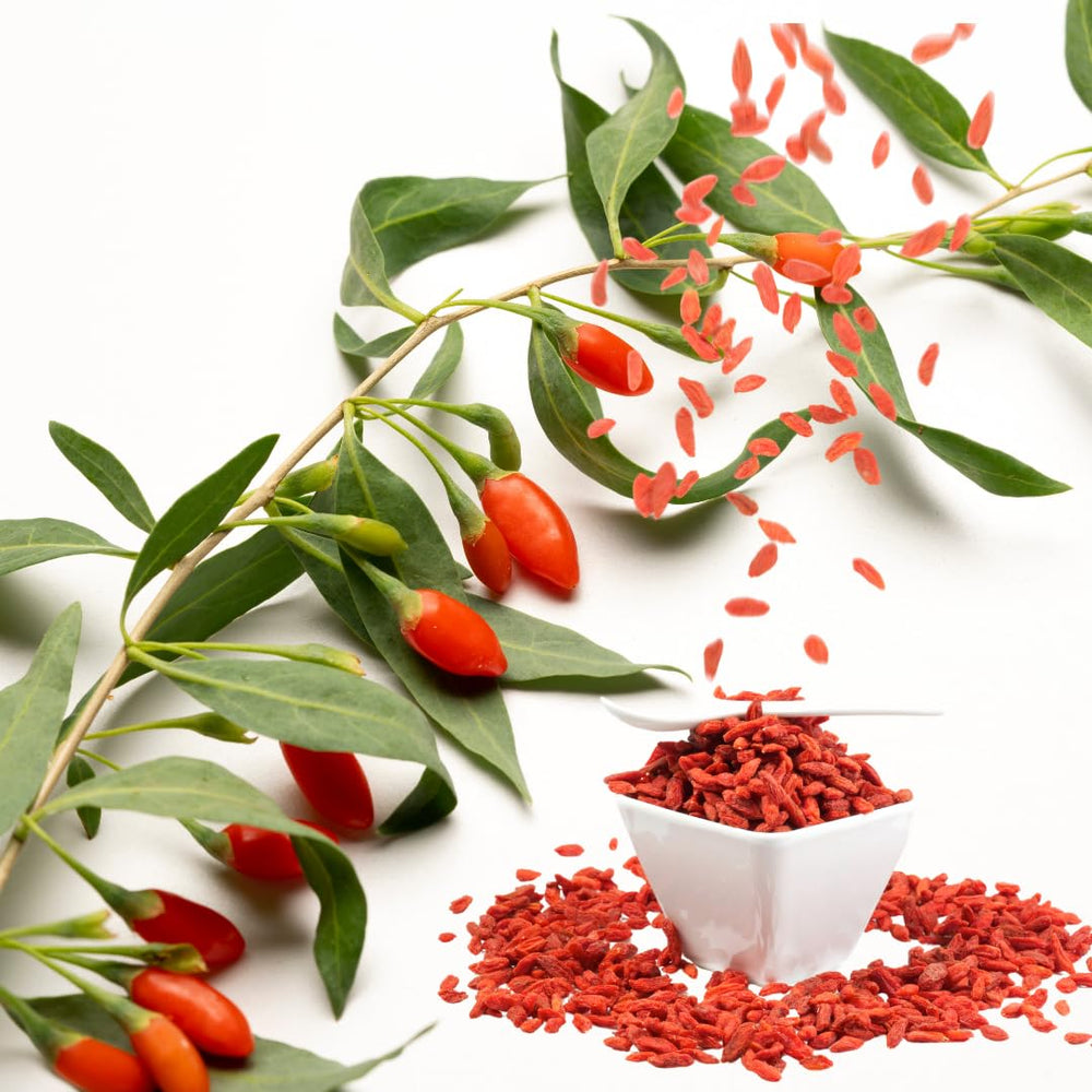 03 Goji Berry Trees Live Plants Bush, 4 Months Old 3-6” Tall, Cold Hardy Berry Plant for Outdoor Planting, No CA