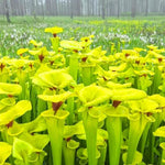 Yellow Nepenthes Pitcher Plant Live in Pot, Pond Plant, Exotic Tropical for Indoor Outdoor Décor, Easy to Grow, Rare Variety, 7 Months Old