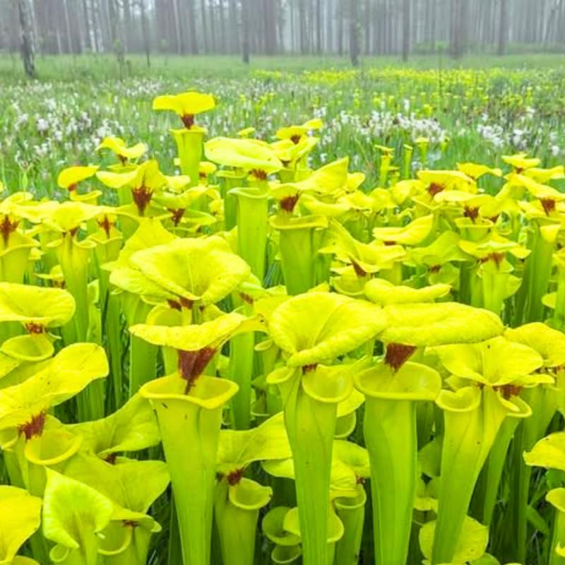 Yellow Nepenthes Pitcher Plant Live in Pot, Pond Plant, Exotic Tropical for Indoor Outdoor Décor, Easy to Grow, Rare Variety, 7 Months Old