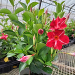 Mandevilla Live Plant Vine, Climbing Mandevilla Vine Plants Live, 5 to 7 Inches Tall Garden Vine Plant