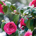Pink Camellia Live Plant, 10-12 Inch Tall Camellia Japonica in 4" Pot, Flowering Shrub for Indoor or Outdoor Planting