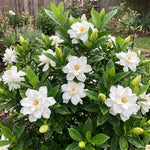 Frostproof Jasmine Plant Live 4-7 Inches Tall, Fragrant Flowering Vine for Garden, Patio Containers and Indoor Growing