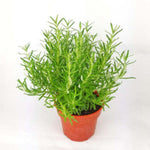 2 Upright Rosemary Plants Live Size 5-9" Fast Growing, Fragrant Rosemary Live Plant Herb Plant for Indoor, Outdoor Garden
