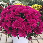 2 Chrysanthemum Plants Live, Mums Plants Live, Chrysanthemum Flowers Perennials Plant - Purple