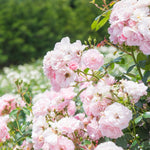 Climbing Roses Live Plants, Well Rooted 5-9" Tall, No Leaf, Ready to Plant Indoor Outdoor, Climber Rose Bush, Hybrid Tea Rose Like, Very Fragrant, Long Bloomer (New Dawn Pink)