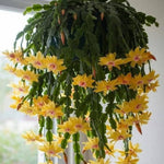 Christmas Cactus Plants Live 3-6 Inches, Vibrant Thanksgiving Christmas Cactus, Yellow Blooms, Cactus for Indoor Planting