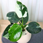 2 Assorted Princess Philodendron Plants, Variegated Leaf Houseplant, Tropical Indoor Plant 5 to 8 Inches Tall Well-Rooted, No Pot