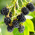 2 Arapaho Thornless BlackBerry Plants Live for Planting 5 to 8 Inch Tall, Arapaho BlackBerry Bush Live Plant, Thornless Blackberries Live Plants