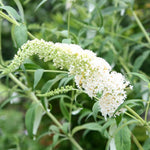 2 Butterfly Bush Live Plants, White Buddleia Shrubs, 5–9 Inch Tall, Fragrant Flowering Shrubs, No Pot