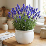 2 English Lavender Plants Live for Planting Outdoor, 3-4" Lavender Live Plants for Fragrant Sun Perennial Herb