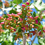 Set 2 Pistache Tree Seedlings Live, Bareroots Dormant 1-2 Feet Tall Pistachio Tree Starter Plants, Hardy Ornamental Shade Trees for Outdoor Planting
